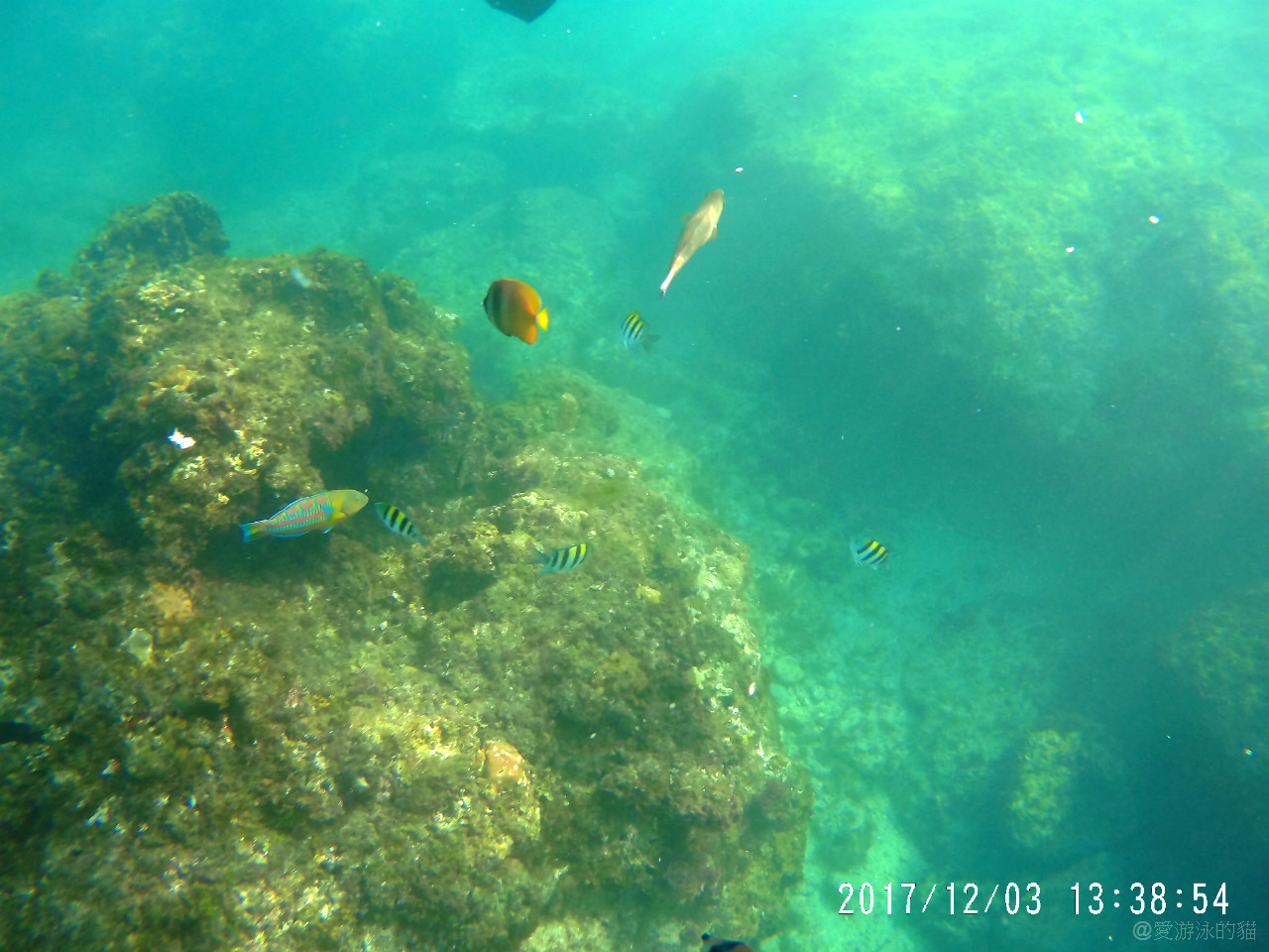 小琉球花瓶岩浮潛-與綠蠵龜同遊