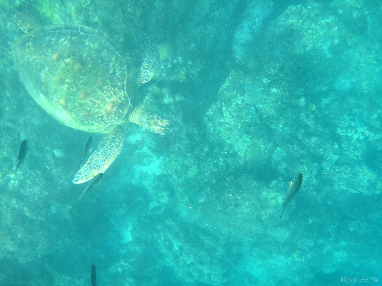 小琉球花瓶岩浮潛-與綠蠵龜同遊